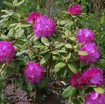 Rhododendron Germania