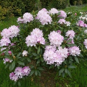 Rhododendron Hoppy