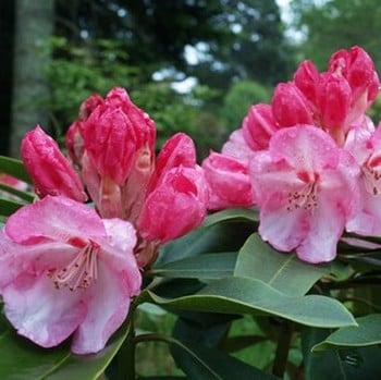 Rhododendron Lems Monarch