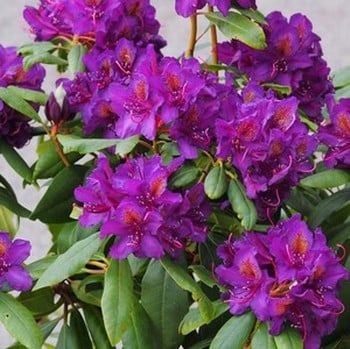 Rhododendron Marcel Menard