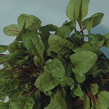 Rhubarb Chard - Organic Plant Packs