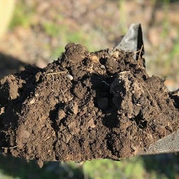 Root Assassin One Shot Shovel Root Assassin One Shot Shovel