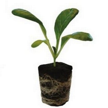 Root!t Natural Rooting Sponges Refill (50 pack) Root!t Natural Rooting Sponges Refill (50 pack)