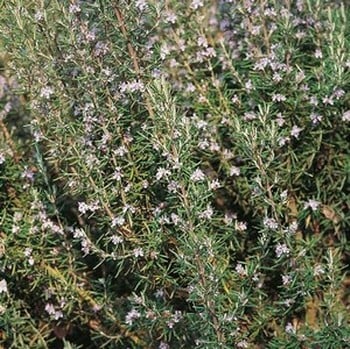 Rosemary - Organic Plant Packs