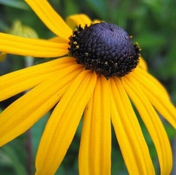 Rudbeckia Goldsturm - Coneflower