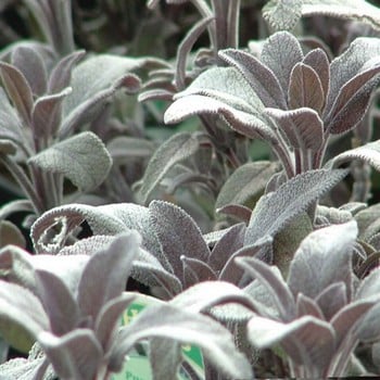 Sage (3 Plants) Organic