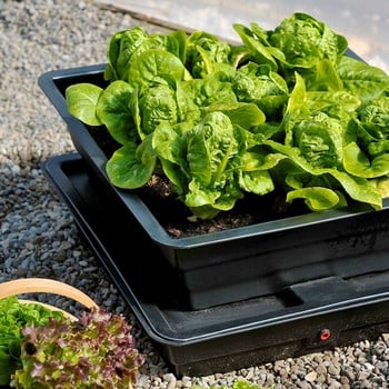 Salad and Veg Planter
