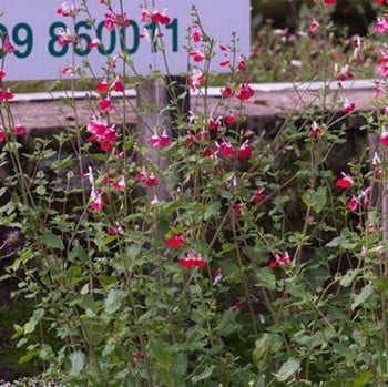 Salvia x jamensis Hot Lips