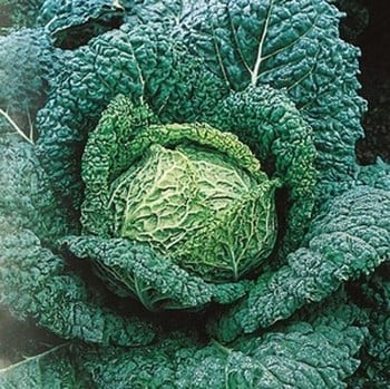 Savoy Cabbage Vertus - Organic Plant Packs Savoy Cabbage Vertus - Organic Plant Packs