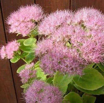 Sedum spectabile Brilliant