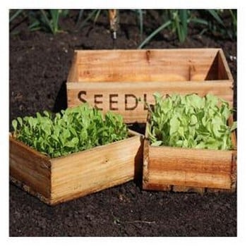 Seed Tray Set