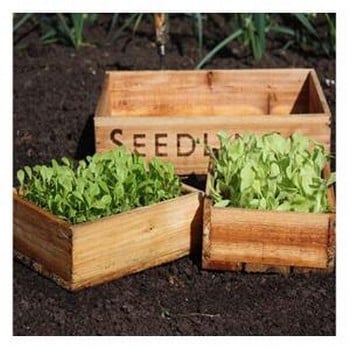 Seed Tray Set