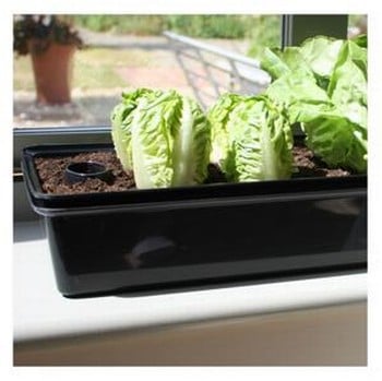 Self Watering Windowsill Propagator Self Watering Windowsill Propagator