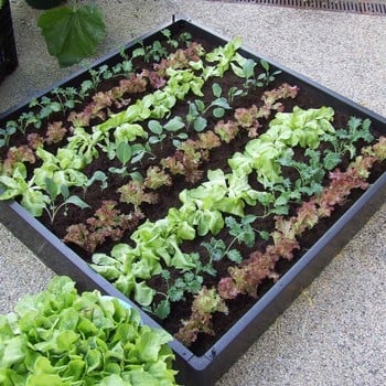 Small Vegetable Patch