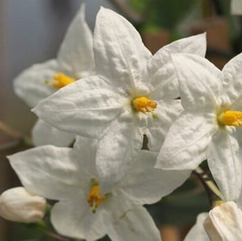 Solanum jasminoides Album