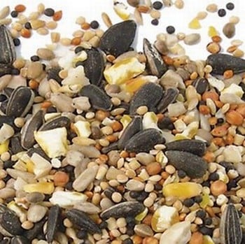 Special Bird Feeder & Food Offer