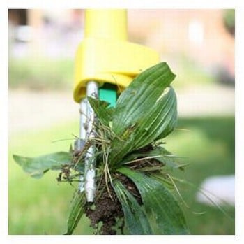 Speedy Weedy Speedy Weedy