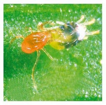 Spider Mite Control