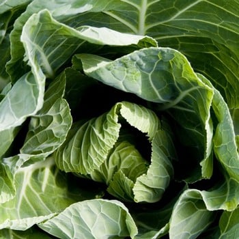 Spring Green Cabbage April - Organic Plant Packs