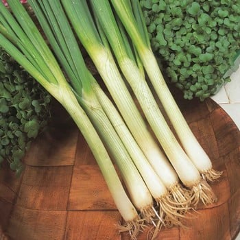 Spring Onions White Lisbon - Organic Plant Packs