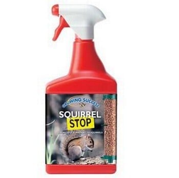 Squirrel Stop Squirrel Stop