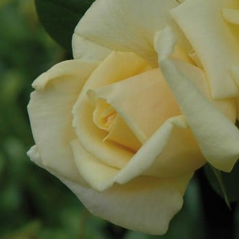 Stamford's Sanctuary - Climbing Rose by Peter Beales