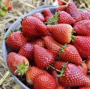 Strawberry AVA Plug Plants