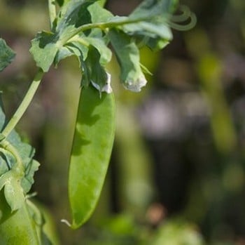 Sugar Snap Peas - Organic Plant Packs