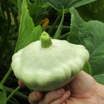 Summer Squash Custard White - Organic Plant Packs