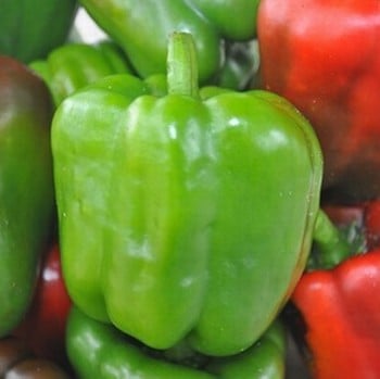 Sweet Pepper Californian Wonder (3 Plants) Organic