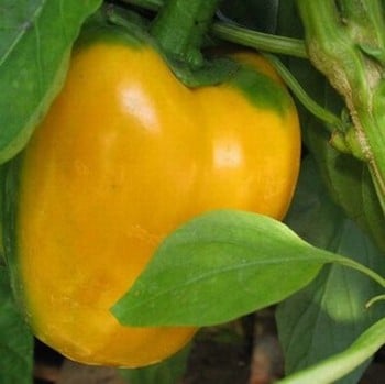 Sweet Pepper D'Asti Gallo - Organic Plant Packs