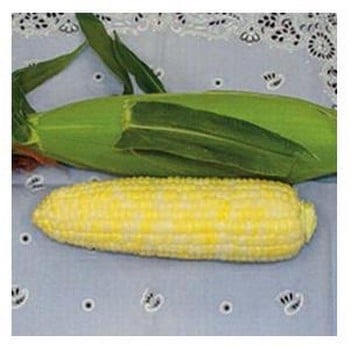 Sweetcorn Luscious - 25 Seeds