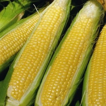 Sweetcorn Sweet Nugget - Organic Plant Packs