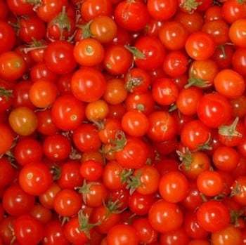 Sweetie Tomato (5 Plants) Organic