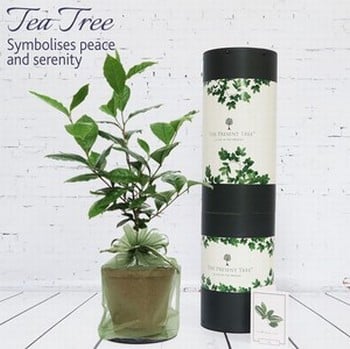 Tea Plant Gift