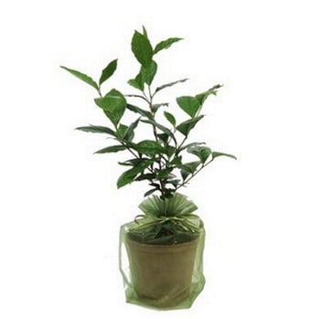 Tea Plant Gift