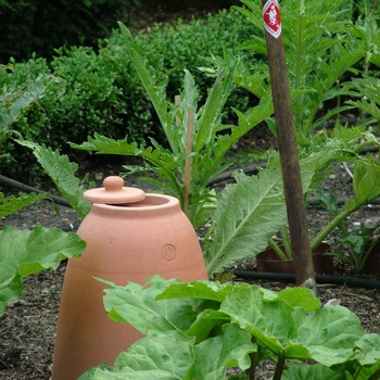 Terracotta Rhubarb Forcer (47cm H)