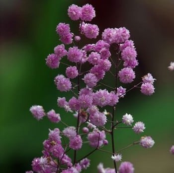 Thalictrum Hewitt's Double