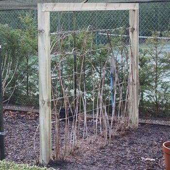 Timber Wire Frame