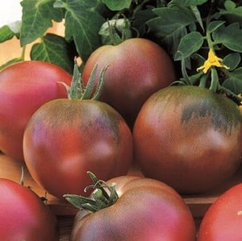 Tomato Black Russian - Organic Plant Packs