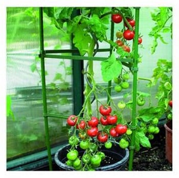 Tomato Cage Plant Support