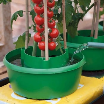 Tomato Plant Halos in Green