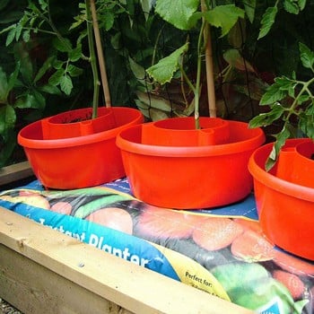 Tomato Plant Halos in Red