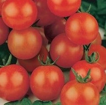 Tomato Tiny Tim - Organic Plant Packs