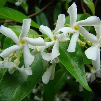 Trachelospermum jasminoides