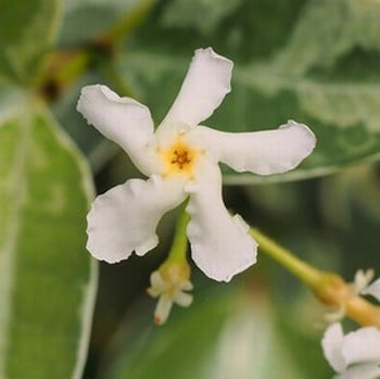 Trachelospermum jasminoides Variegata