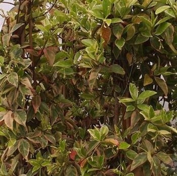 Trachelospermum jasminoides Variegata