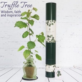 Truffle Tree Gift Truffle Tree Gift