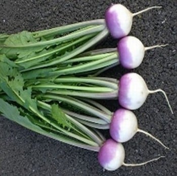 Turnip Sweetbell - Organic Plant Packs