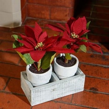 Twin Poinsettias in Ceramic Pots